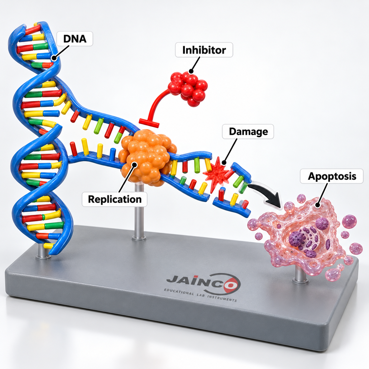 Inhibitors of DNA Replication Apoptosis Model